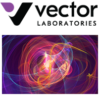 Vector Logo